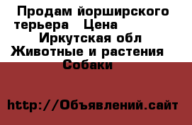 Продам йорширского терьера › Цена ­ 10 000 - Иркутская обл. Животные и растения » Собаки   